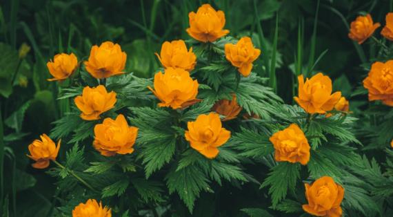 Самые декоративные виды и сорта купальницы для вашего сада, топ-15