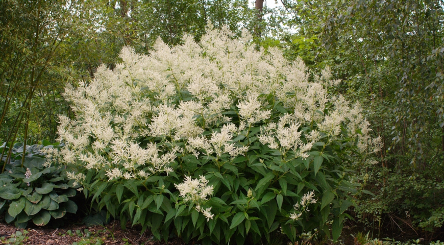 Горец изменчивый (Polygonum polymorpha)