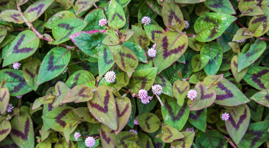 Горец гибридный (Poligonum x hybrida) Brush Strokes