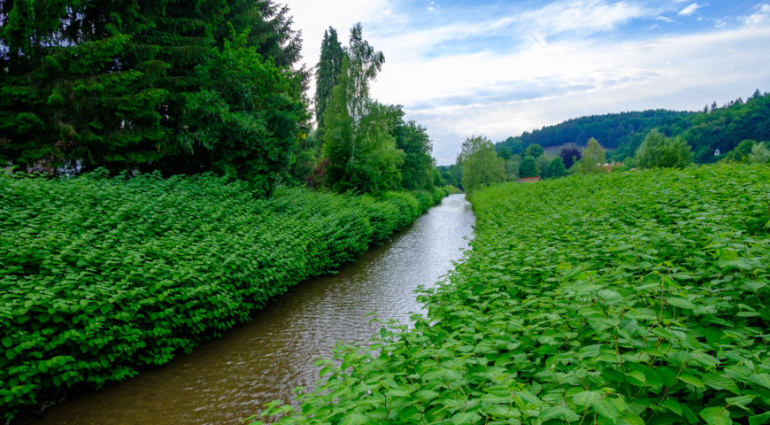 Горец японский в природе, заросли