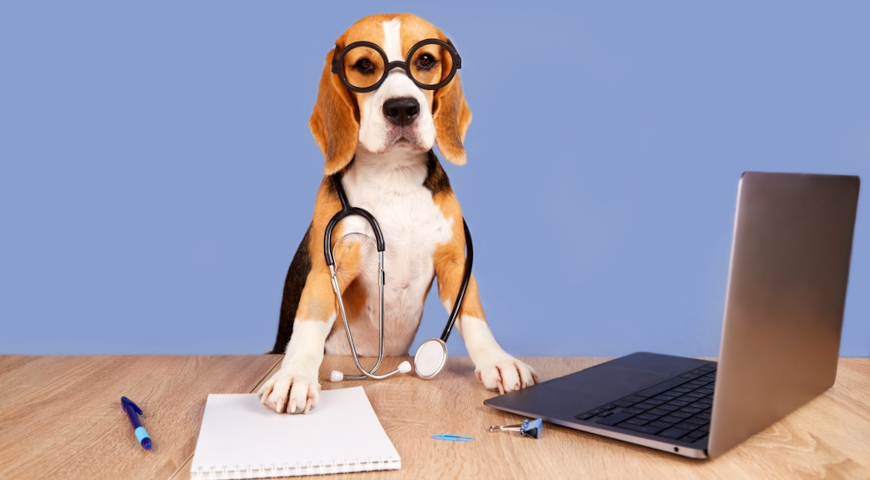 Бигль (англ. Beagle) ведет прием пациентов, юмор