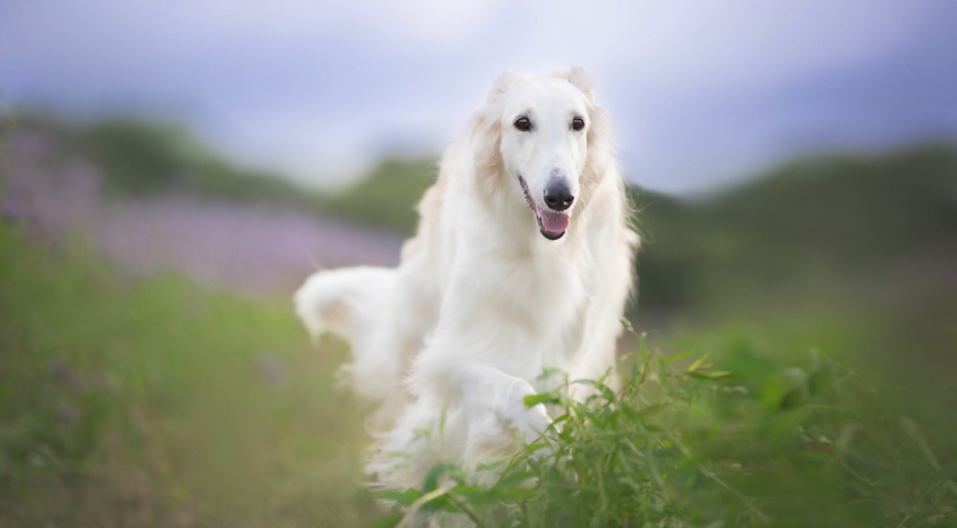 Русская псовая борзая, порода собак