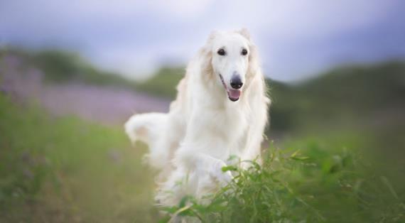Русская псовая борзая, порода собак