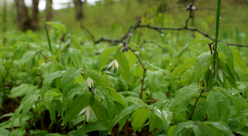 Диспорум смилациновый (D. smilacinum) 