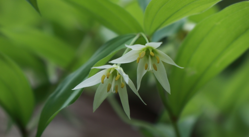 Диспорум зеленоватый (D. viridescens) 
