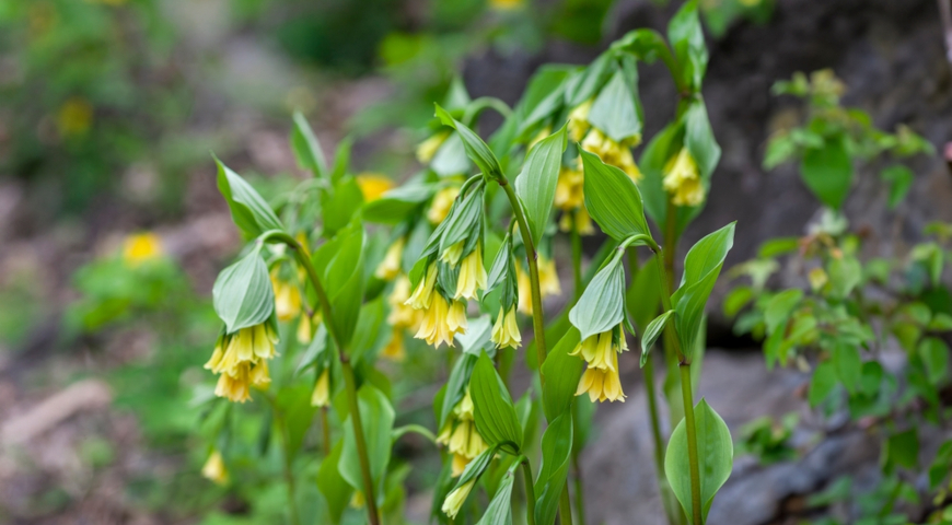 Диспорум желтеющий (Disporum flavens)