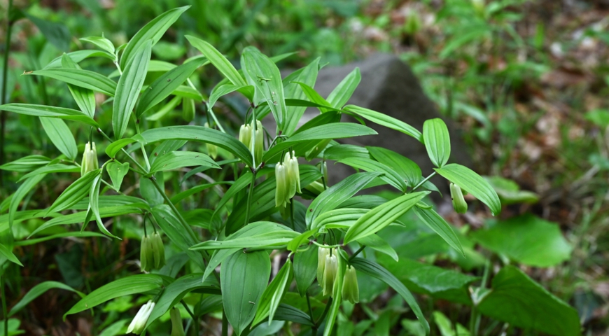 Диспорум сидячий (Disporum sessile) 