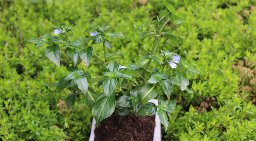 Рунгия Клосса (Rungia klossii)