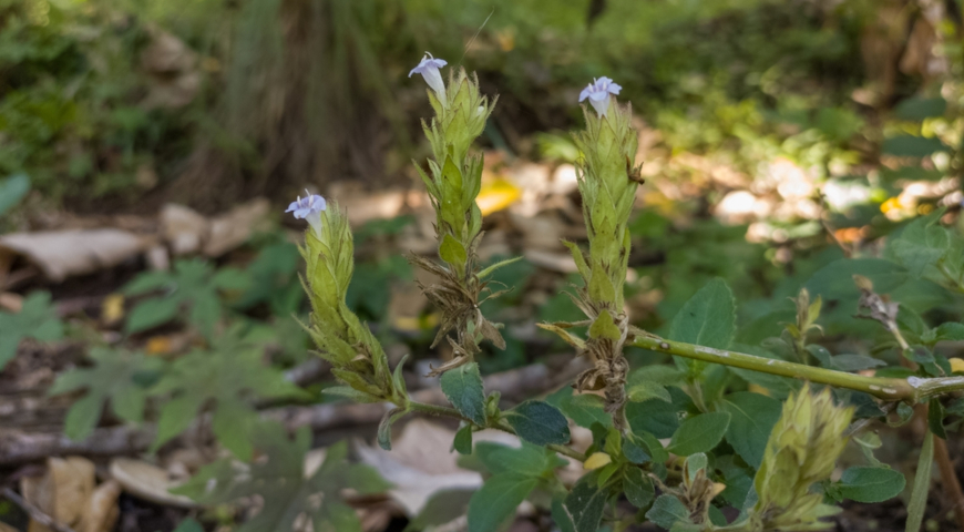 Рунгия бархатистая (Rungia pectinata)