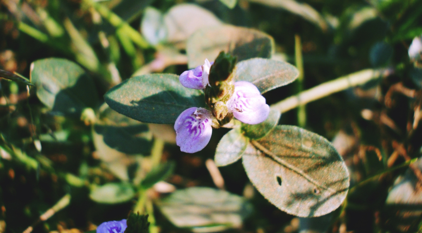 Рунгия ползучая (Rungia repens)