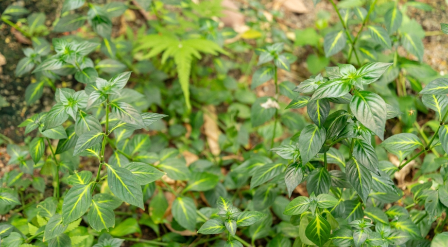 Рунгия Клосса (Rungia klossii)