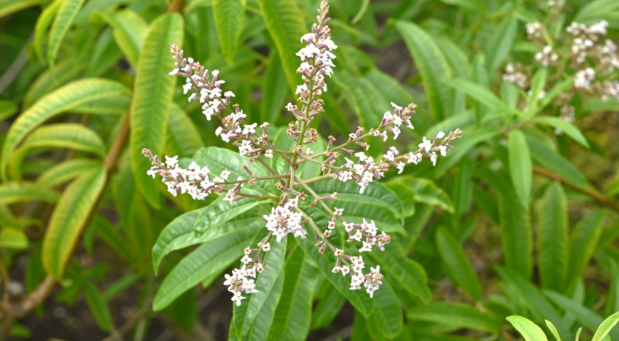 Алоизия трехлистная (Aloysia citrodora), вербена лимонная или липпия лимонная
