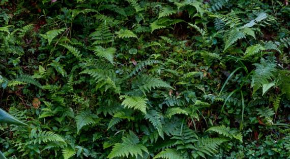 Лунокучник густосорусовый