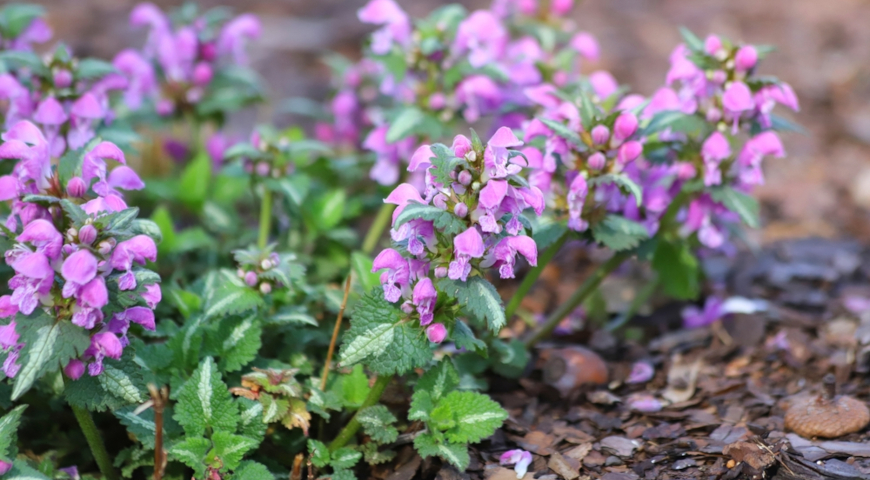 Яснотка крапчатая, пятнистая (Lamium maculatum) Roseum
