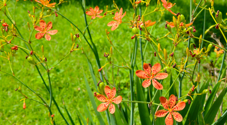 Иксия китайская (Ixia  chinensis = Belamcanda chinensis) 