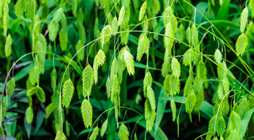 Хасмантиум, плоскоколосник широколистный (Chasmanthium latifolium)