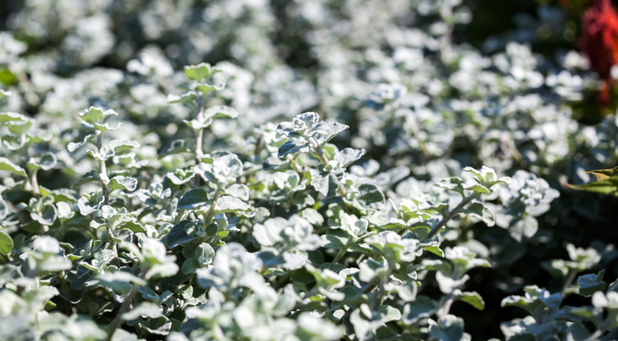 Гнафалиум шерстистый (Gnaphalium lanatum)