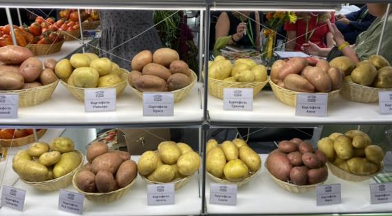Проверенные российские сорта картофеля