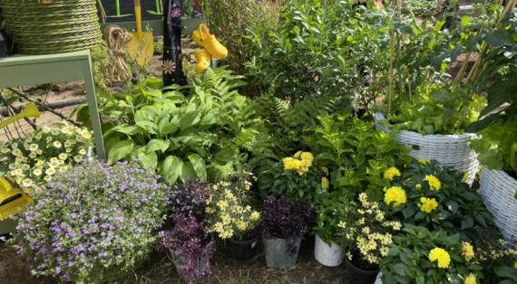 Необычные сорта мяты