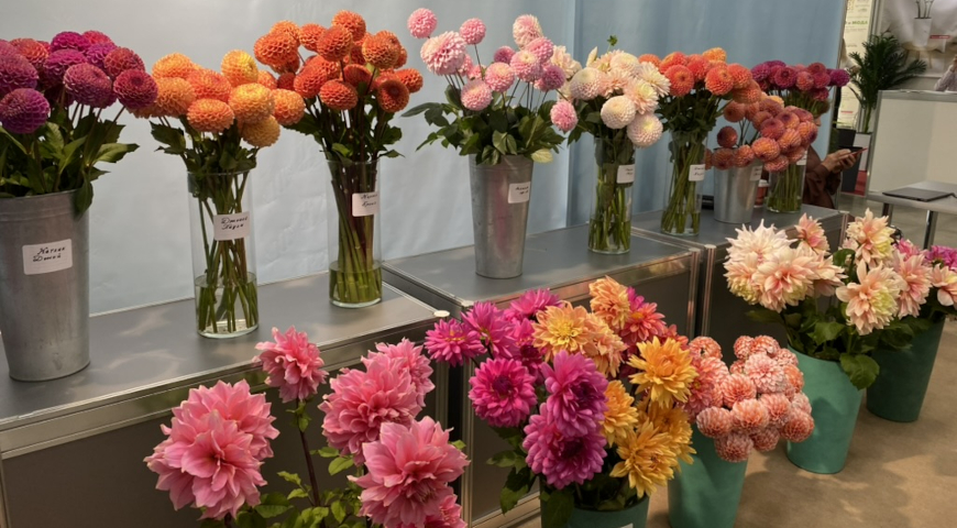 Стенд георгинов фирмы Fiori Farm на выставке Цветы Экспо 2025