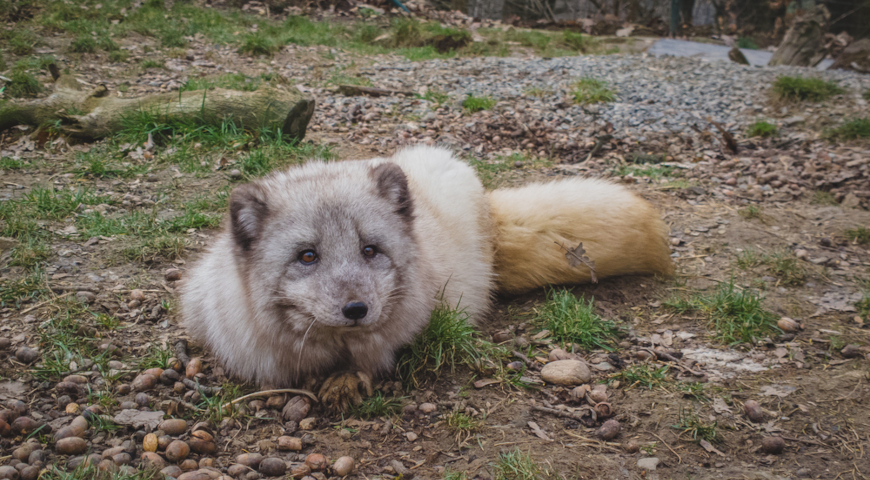 Тибетская лисица (Vulpes ferrilata)