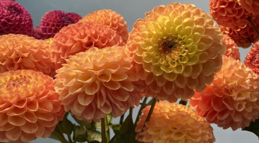 Стенд георгинов фирмы Fiori Farm на выставке Цветы Экспо 2025