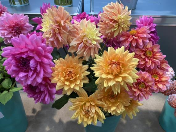 Георгин (Dahlia) Rancho