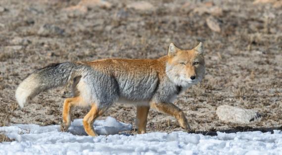 Тибетская лисица, уникальный хищник высоких гор