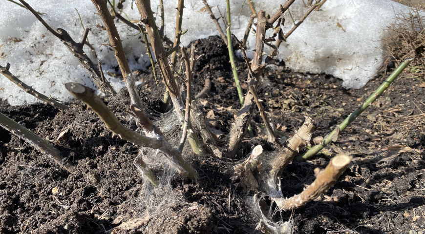 Снежная плесень розы (Microdochium nivale), грибное заболевание роз 