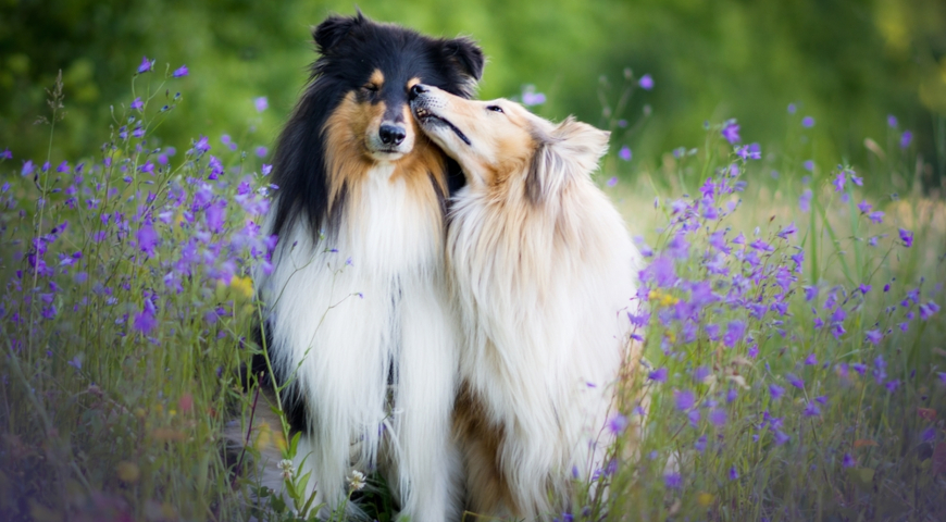 Длинношерстный колли (Rough Collie), или шотландская овчарка