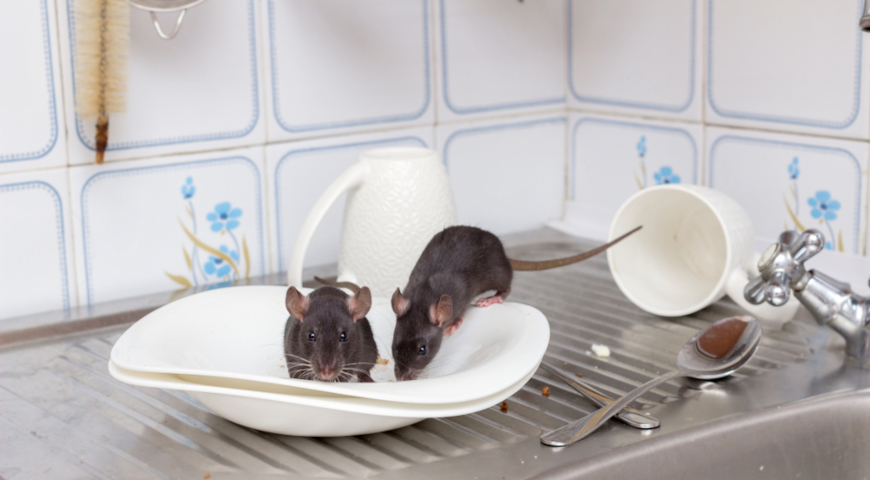 Грызуны - переносчики геморрагической лихорадки с почечным синдромом (ГЛПС), «мышиная лихорадка»