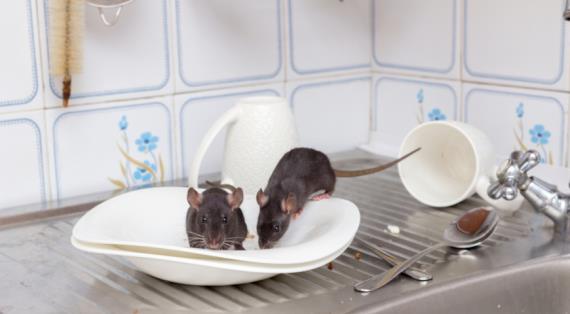 Что делать, если в доме побывали мыши, и как защититься от мышиной лихорадки