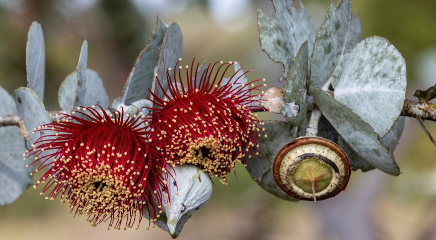 Эвкалипт родантский (Eucalyptus rhodantha)