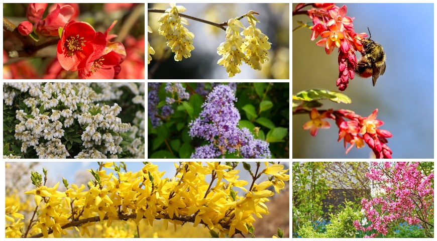 Декоративноцветущие кустарники в апреле: миндаль степной, форзиция, пиерис, корилопсис, краснокоренник, смородина