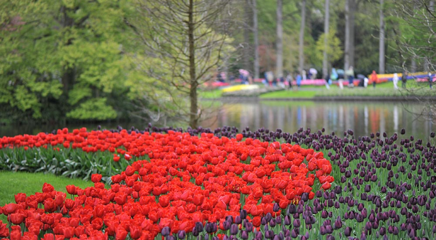 Парк Кекенхоф в 2026 году, Keukenhof