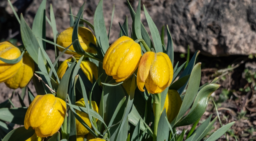 Рябчик золотистый (Fritillaria aurea)