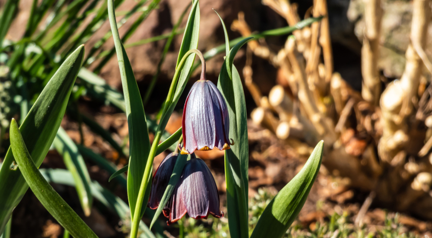 Рябчик кавказский (Fritillaria caucasica)