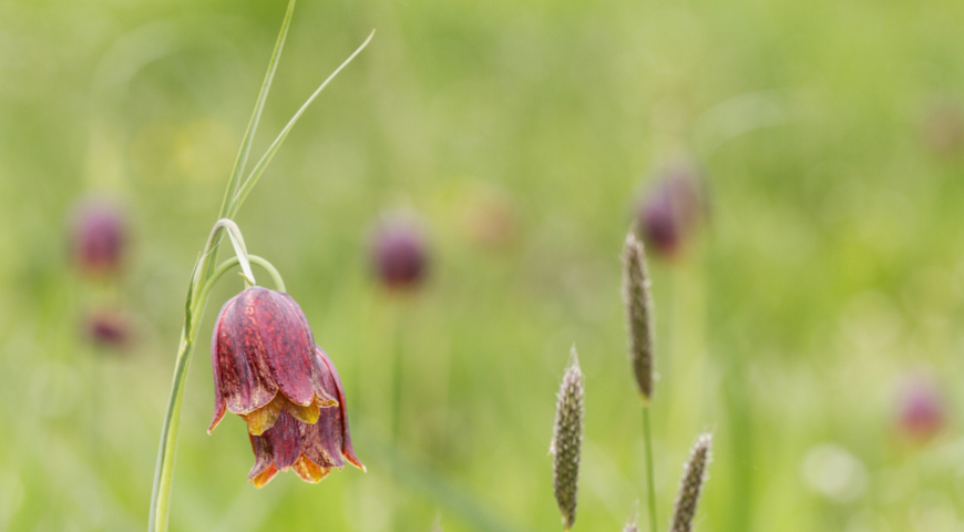 Рябчик шахматовидный, или малый (Fritillaria meleagroides)