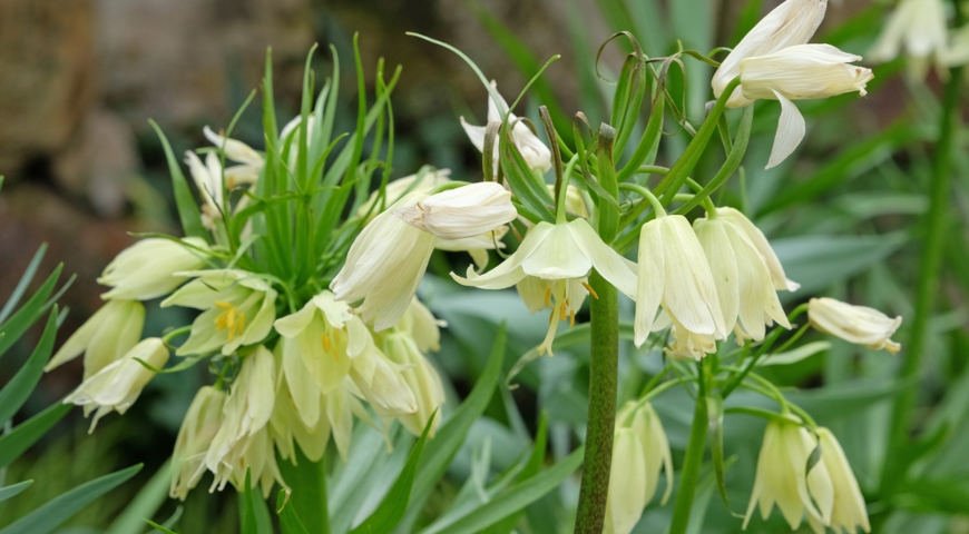 Рябчик Радде (Fritillaria raddeana)