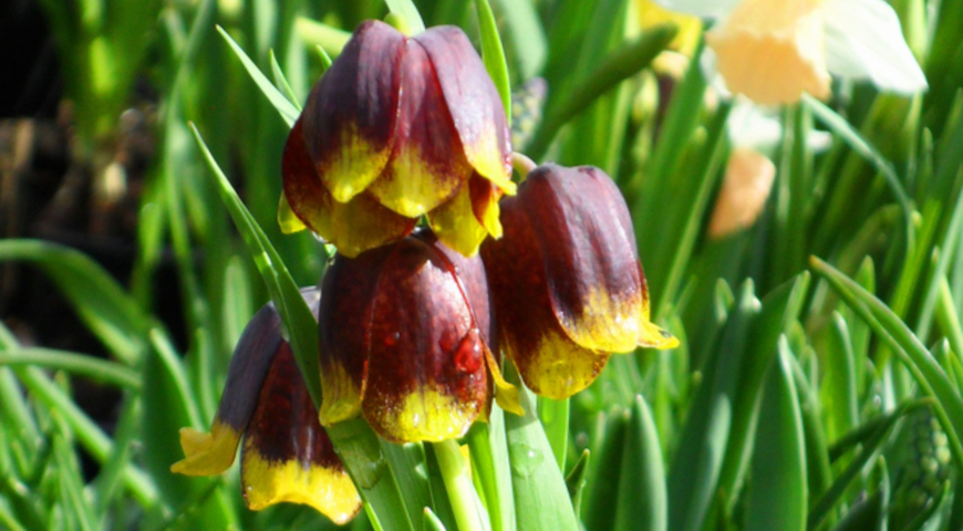 Рябчик Михайловского (Fritillaria michailowskyi)