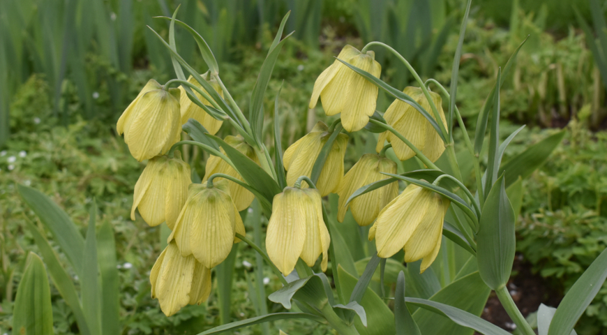 Рябчик бледноцветковый (Fritillaria pallidiflora)