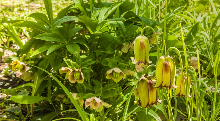 Рябчик иглолепестный (Fritillaria acmopetala)