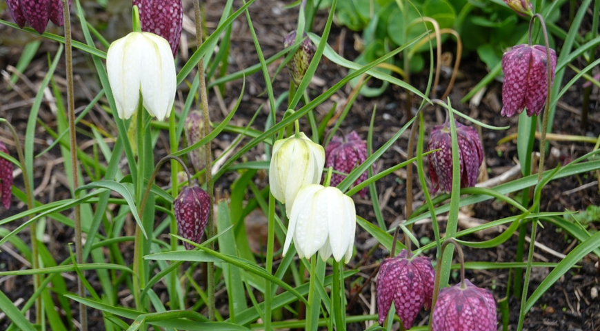 Рябчик шахматный (Fritillaria meleagris), белая форма