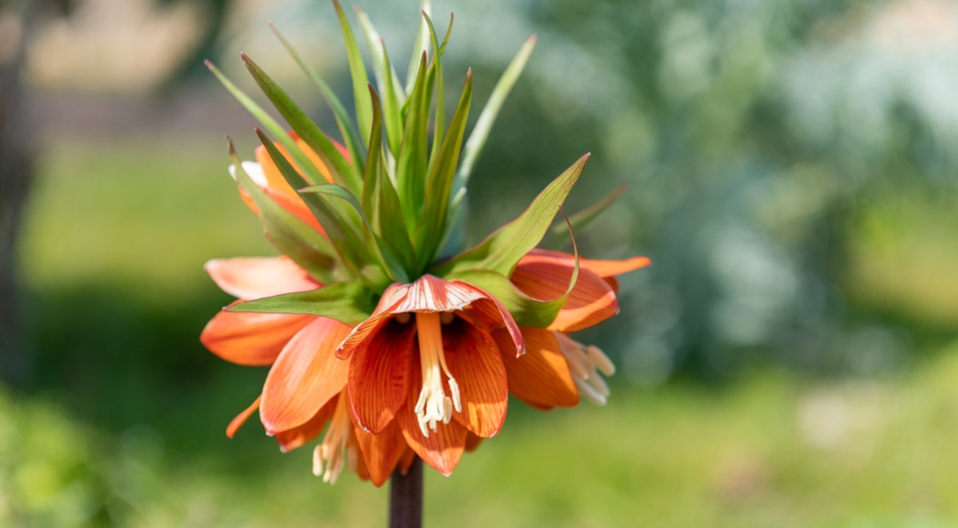 Рябчик Эдуарда (Fritillaria eduardii)