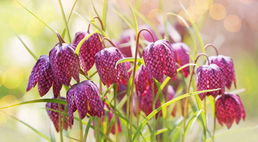 Рябчик шахматный (Fritillaria meleagris)