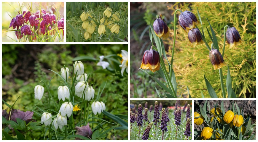 Виды рябчиков (Fritillaria)