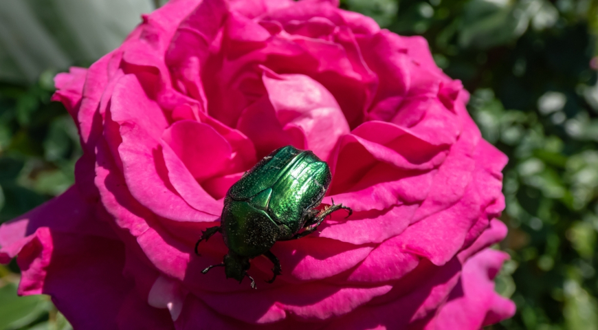 Бронзовка золотистая (Cetonia aurata), вредитель роз