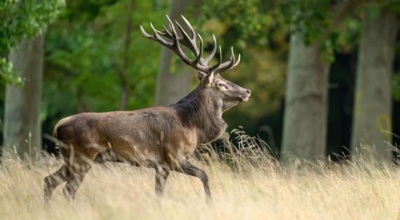 Европейский олень (Cervus elaphus elaphus)