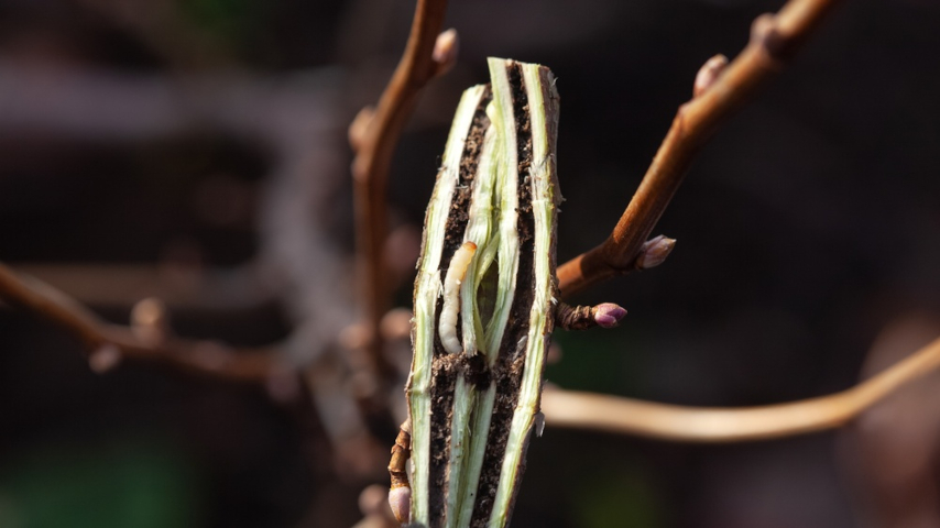 Смородинная стеклянница (Synanthedon tipuliformis), гусеница
