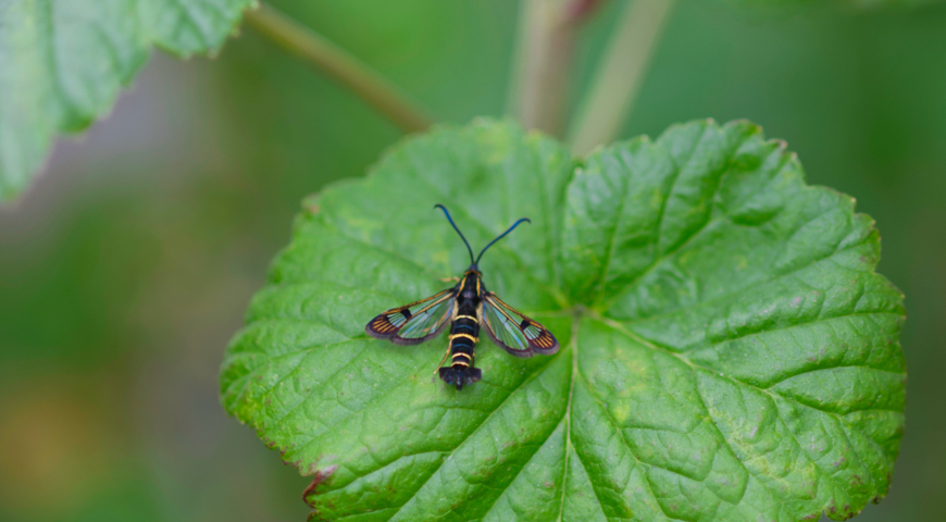 Смородинная стеклянница (Synanthedon tipuliformis)